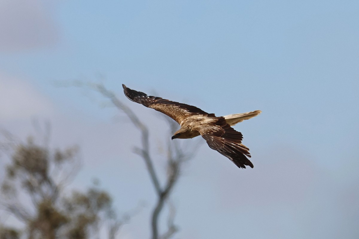 Whistling Kite - ML644198722