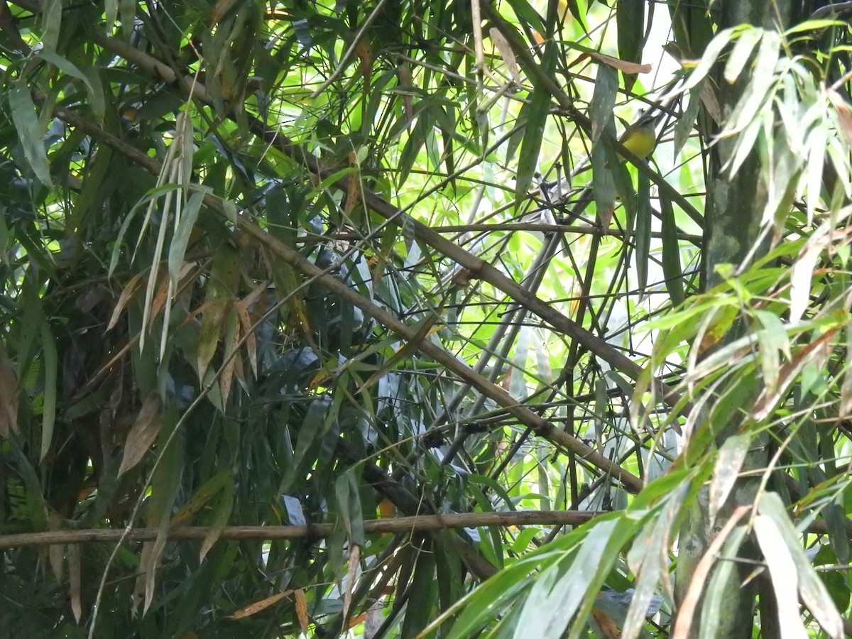 Yellow-bellied Warbler - ML644198733