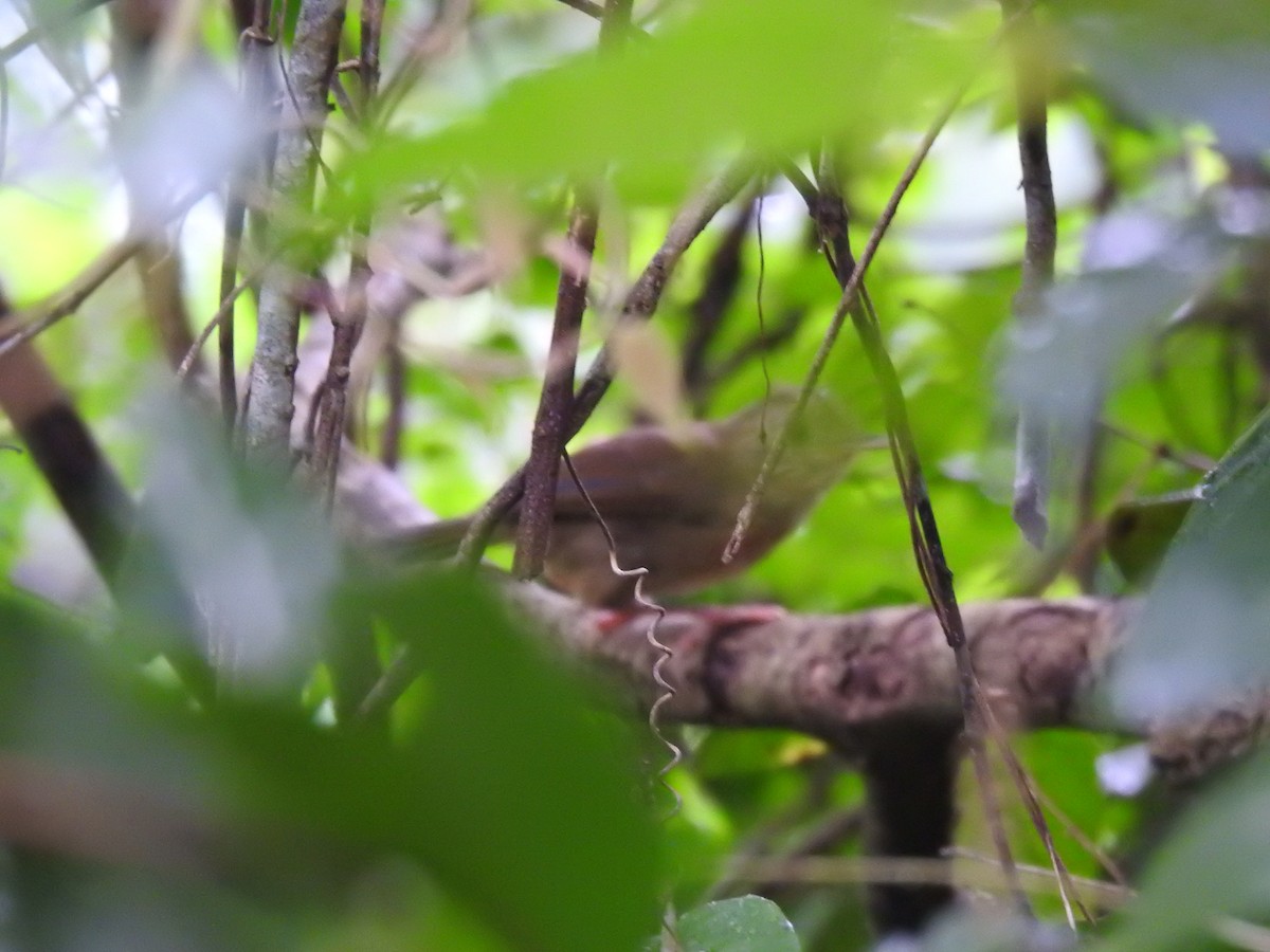 Buff-breasted Babbler - ML644198735