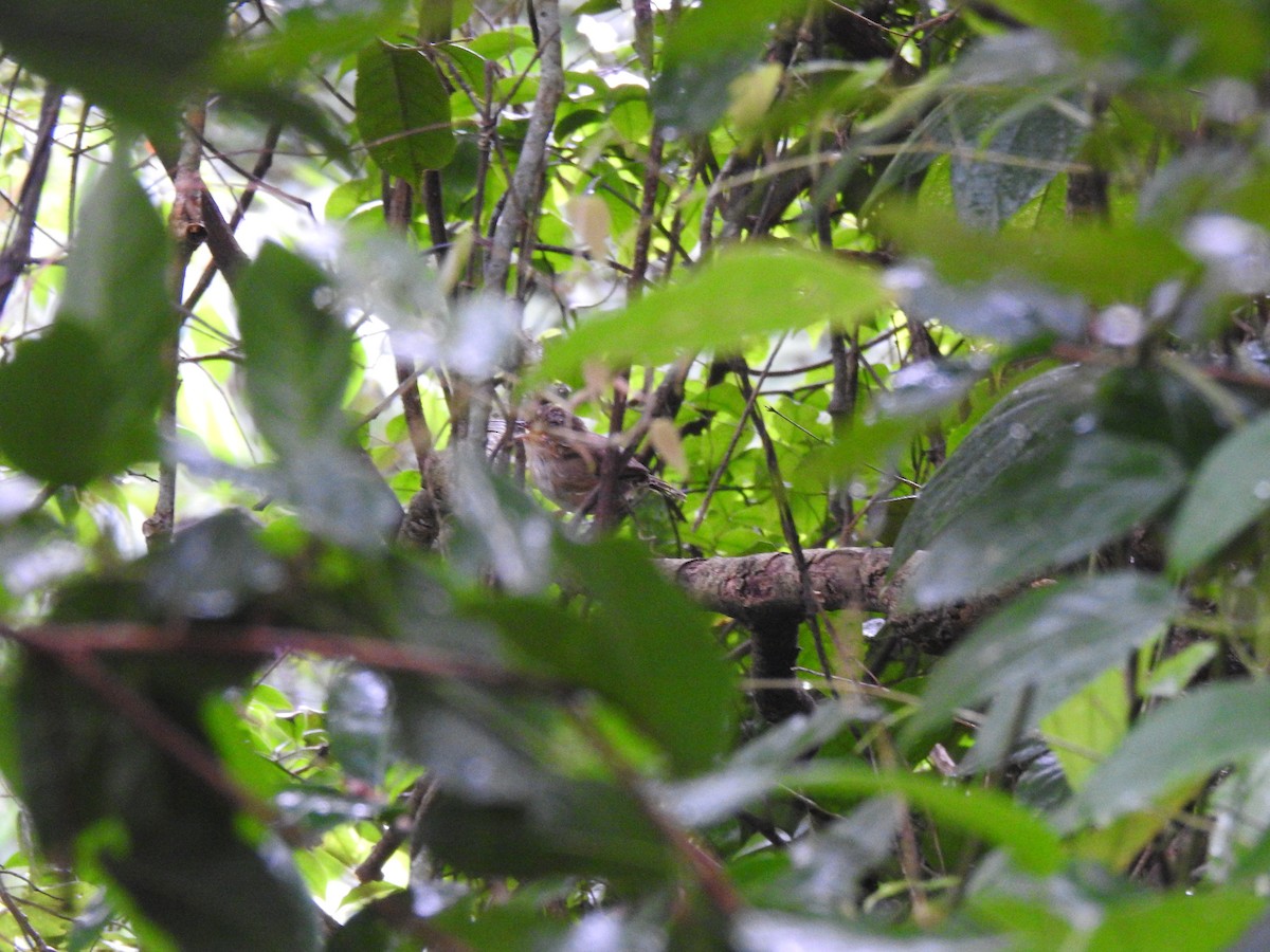 Buff-breasted Babbler - ML644198736