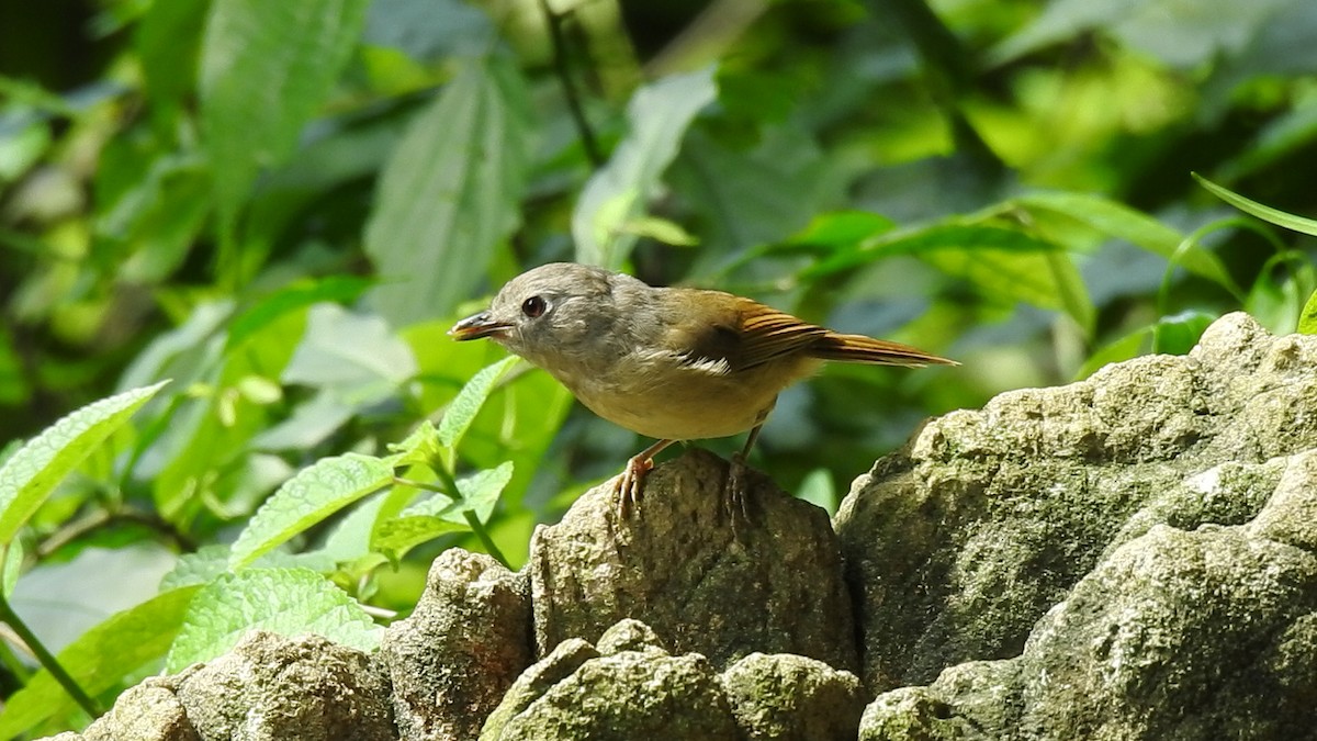 David's Fulvetta - ML644198740