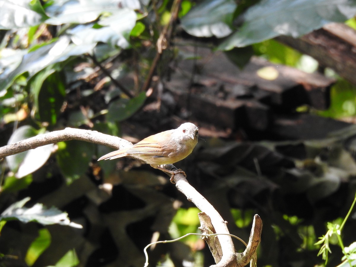 David's Fulvetta - ML644198742