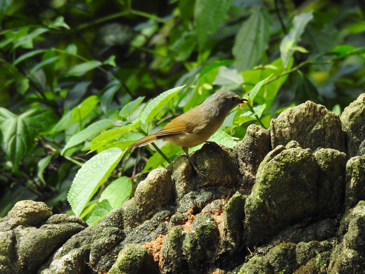 David's Fulvetta - ML644198743