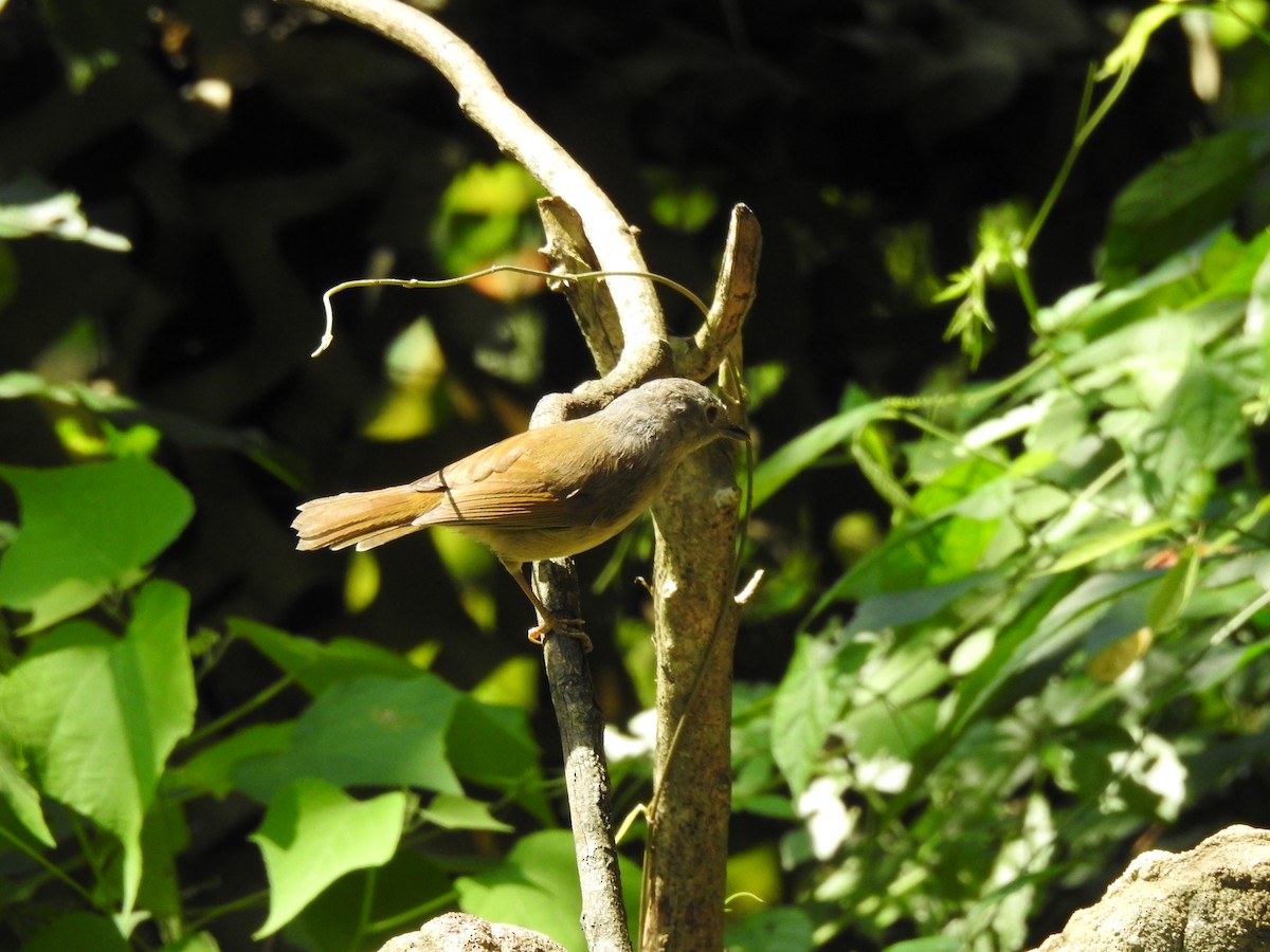 David's Fulvetta - ML644198744