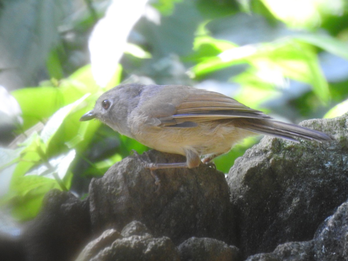 David's Fulvetta - ML644198745