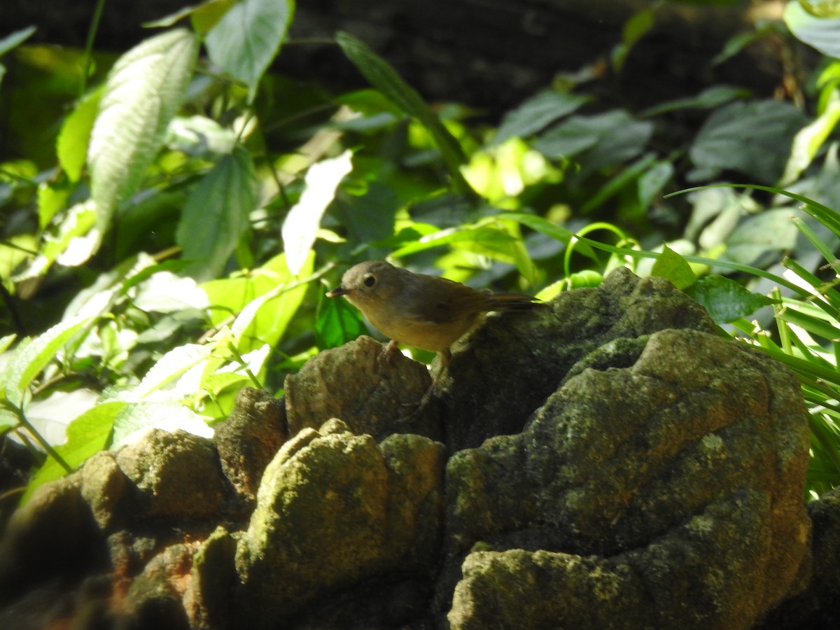 David's Fulvetta - ML644198746