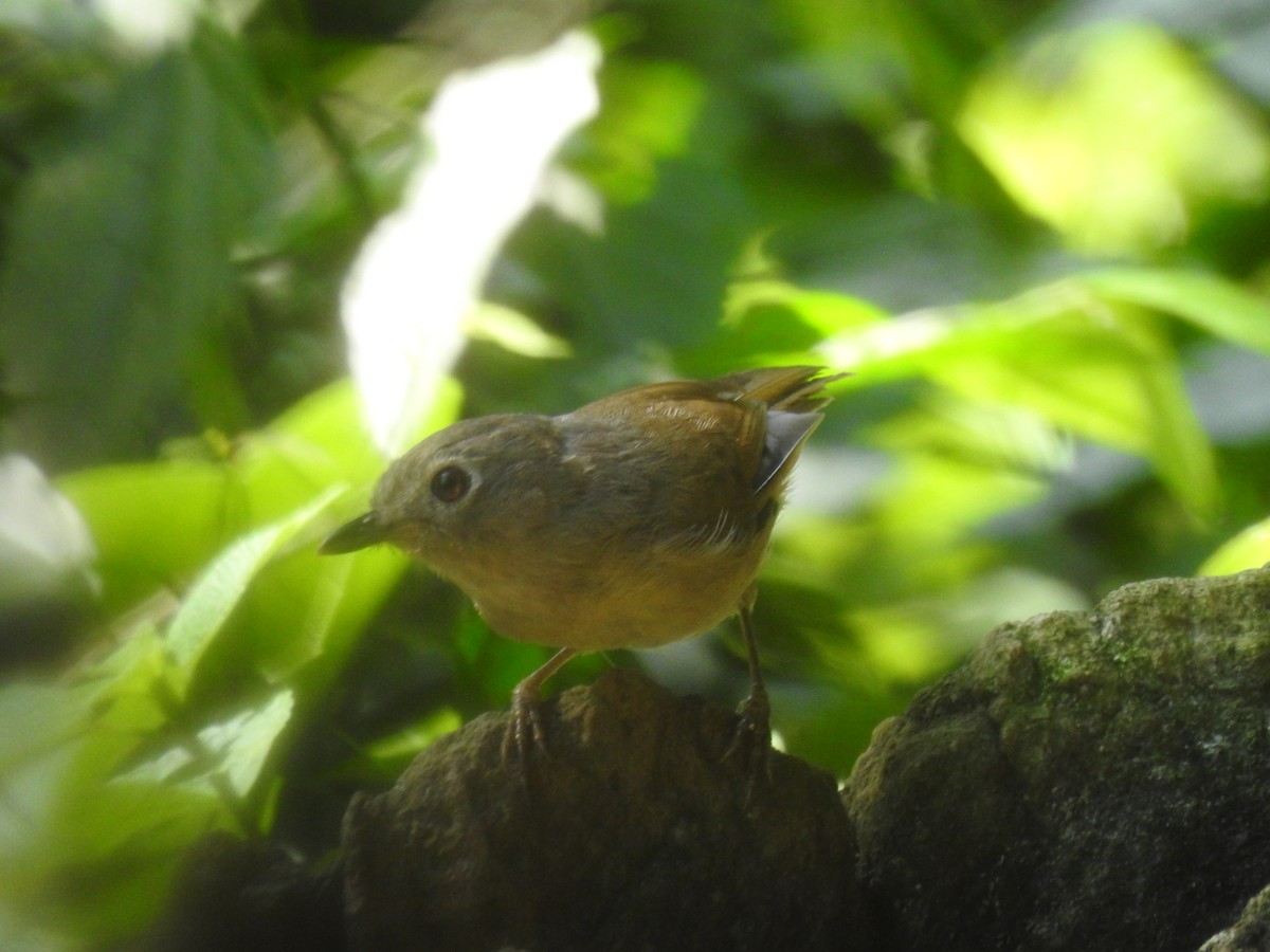 David's Fulvetta - ML644198747