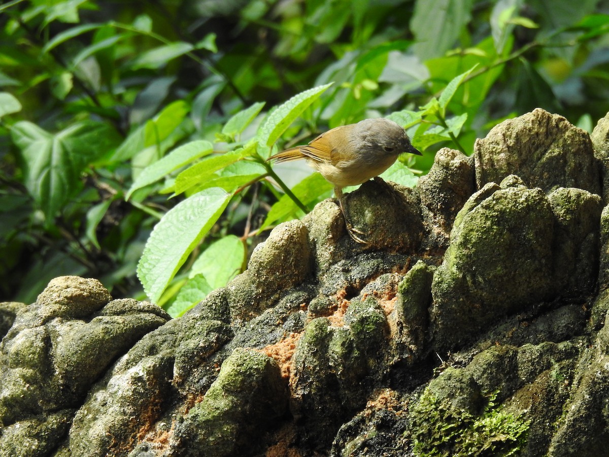 David's Fulvetta - ML644198748