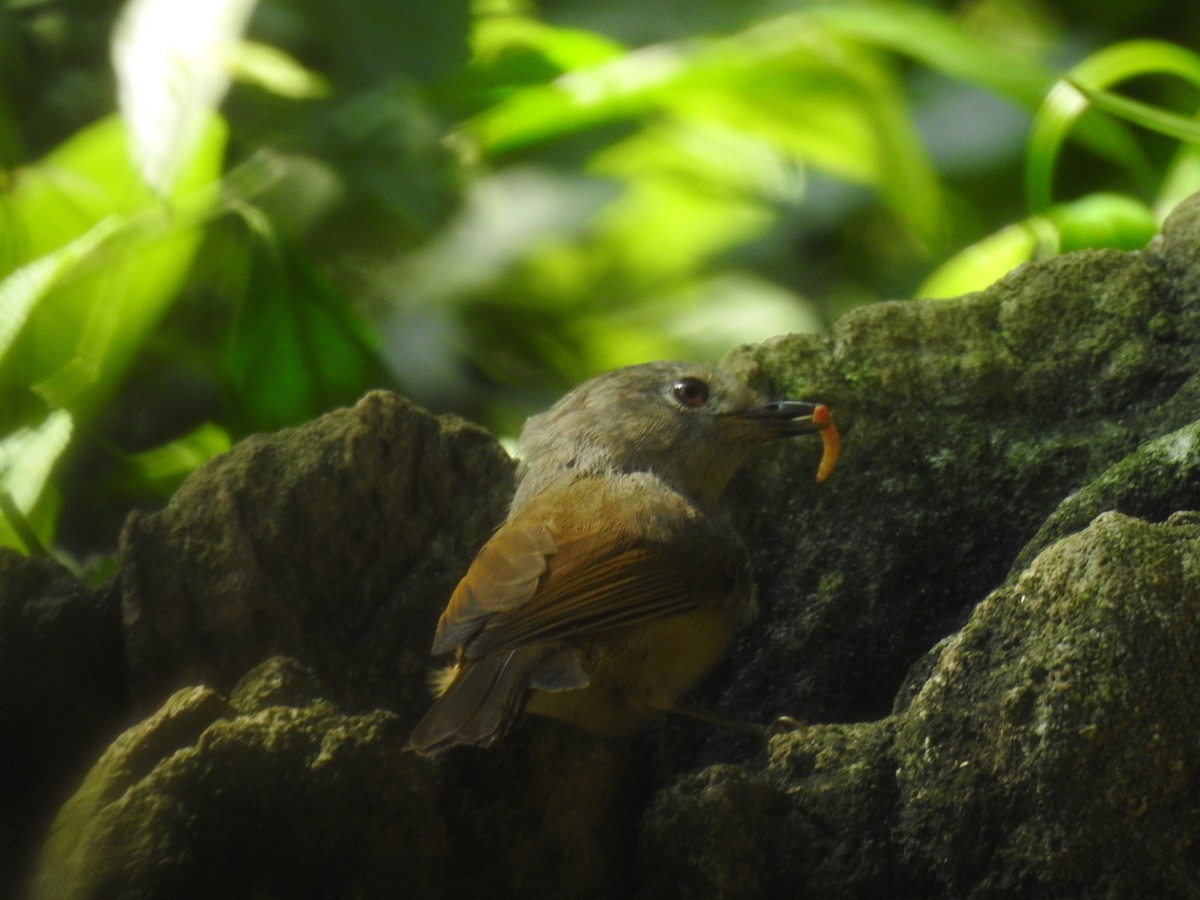 David's Fulvetta - ML644198750