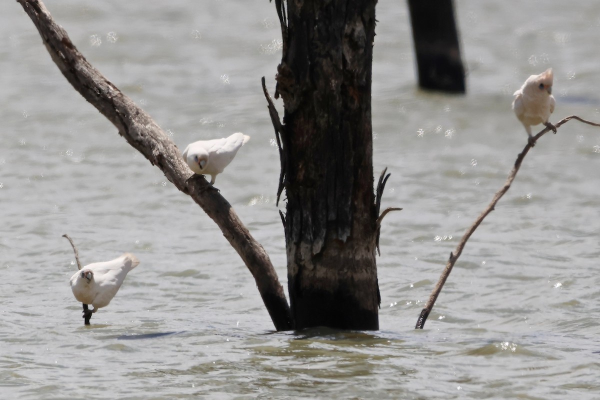 Little Corella - ML644198772
