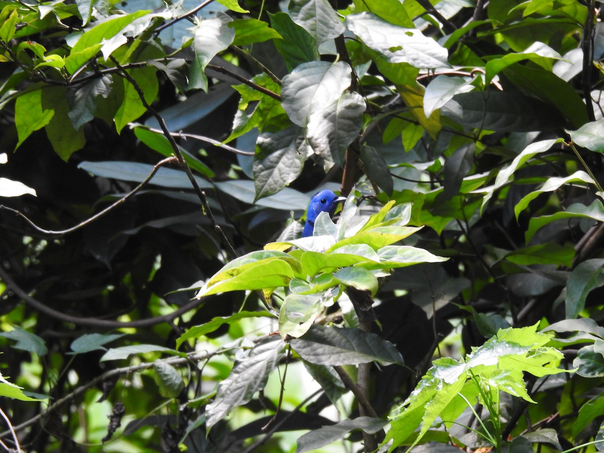 Tchitrec azuré - ML644198774