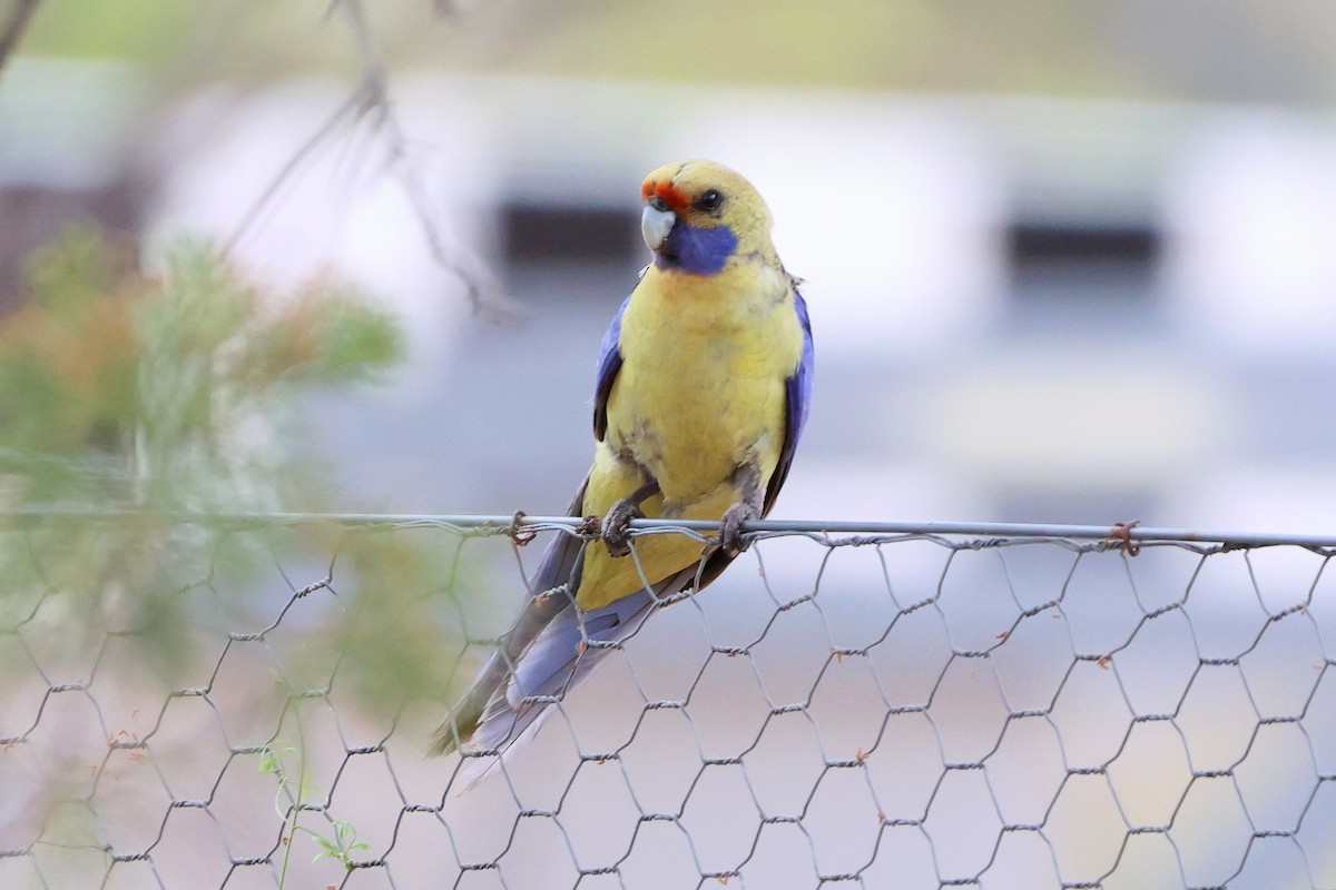 Crimson Rosella - ML644198777