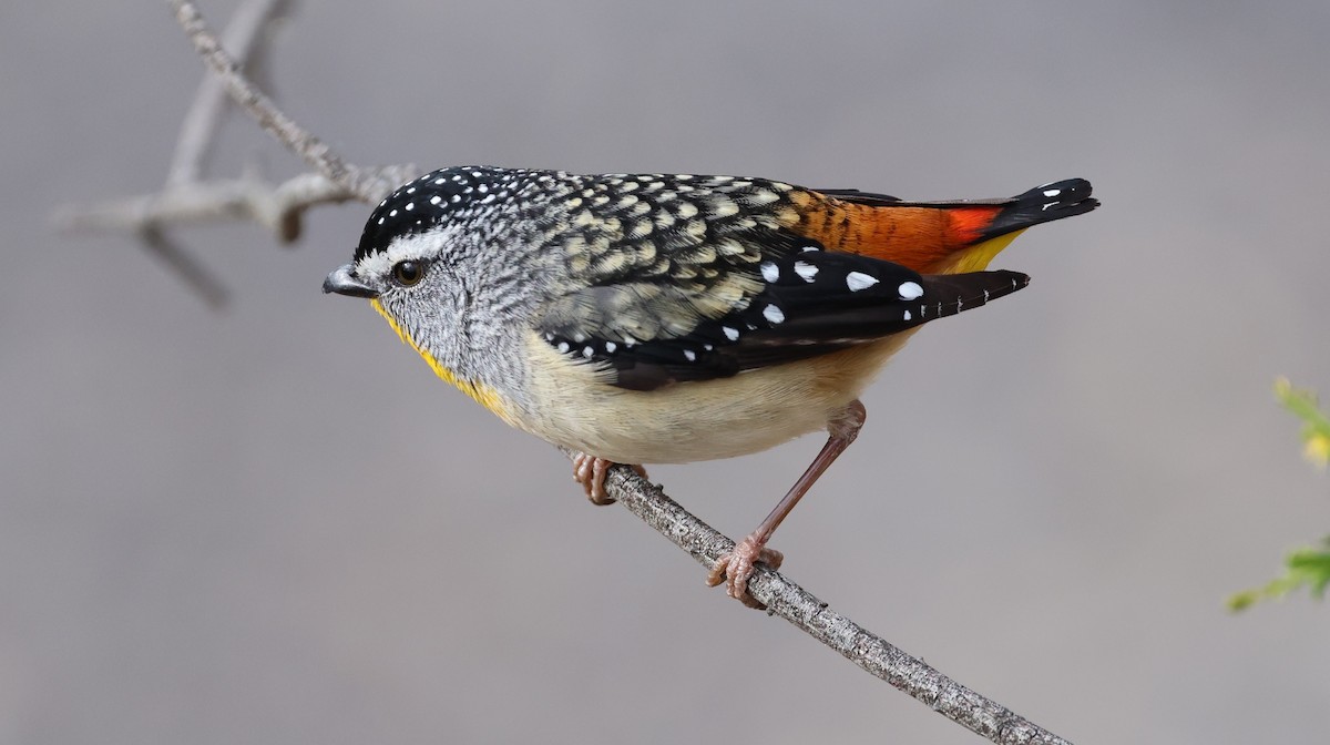 pardalot tečkovaný - ML644198781