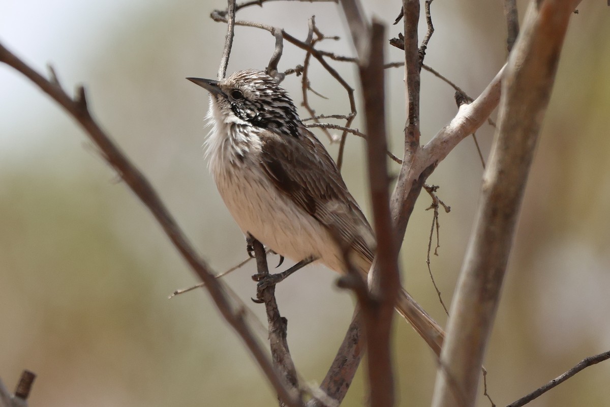 Striped Honeyeater - ML644198783