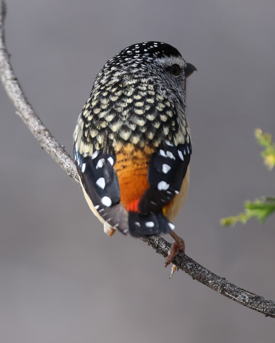 pardalot tečkovaný - ML644198784