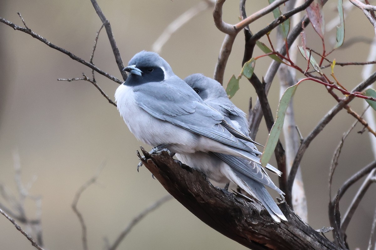 Masked Woodswallow - ML644198787