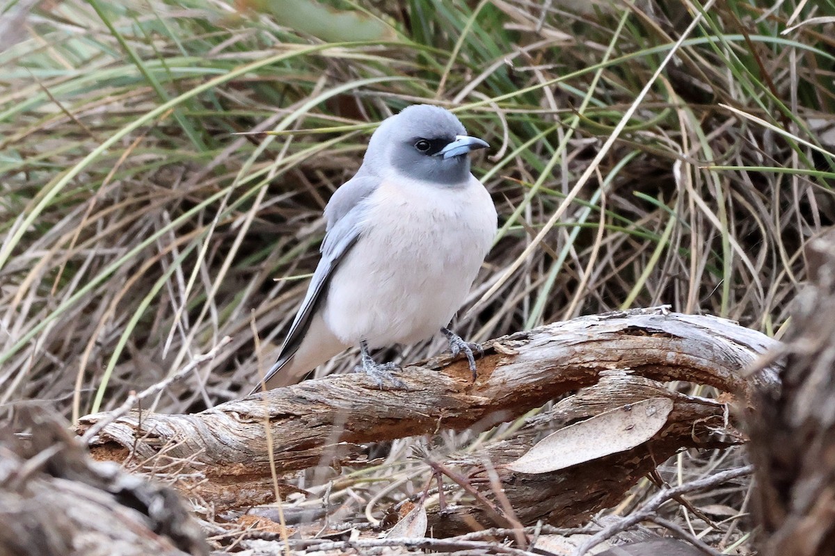 Masked Woodswallow - ML644198788