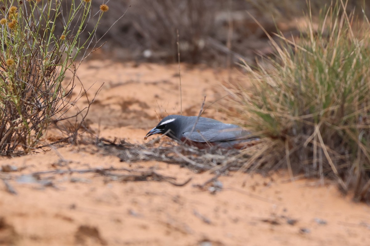 White-browed Woodswallow - ML644198795