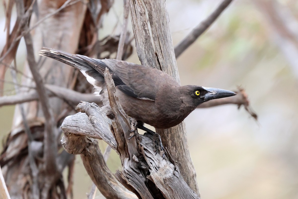 Gray Currawong - ML644198801