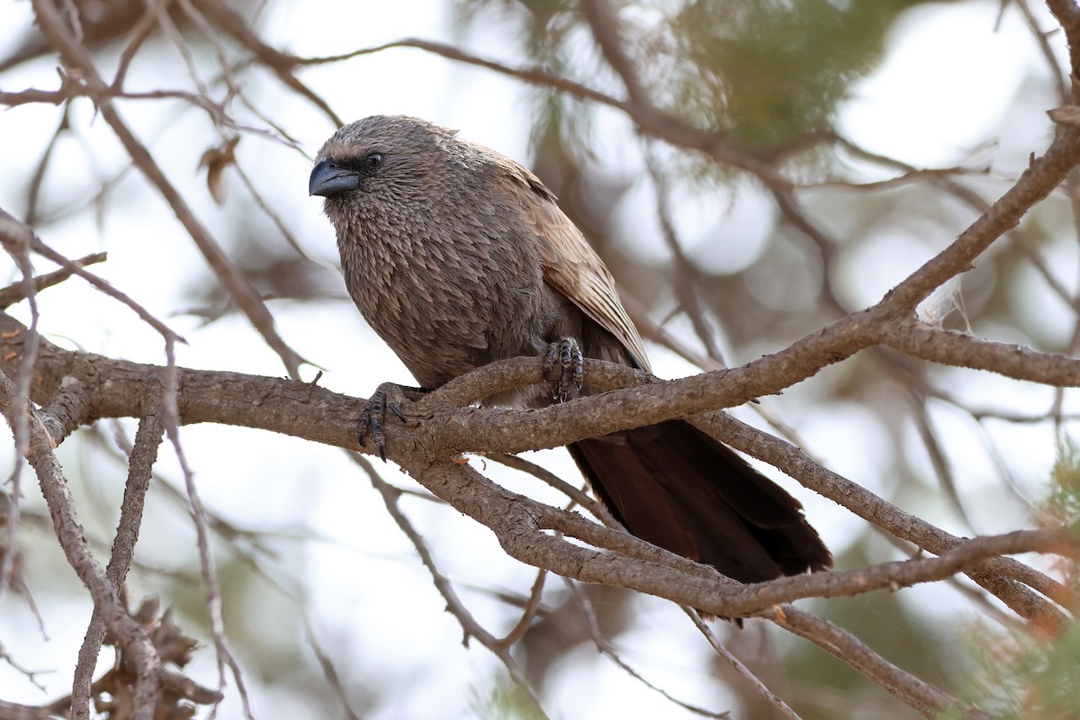 Apostlebird - ML644198803