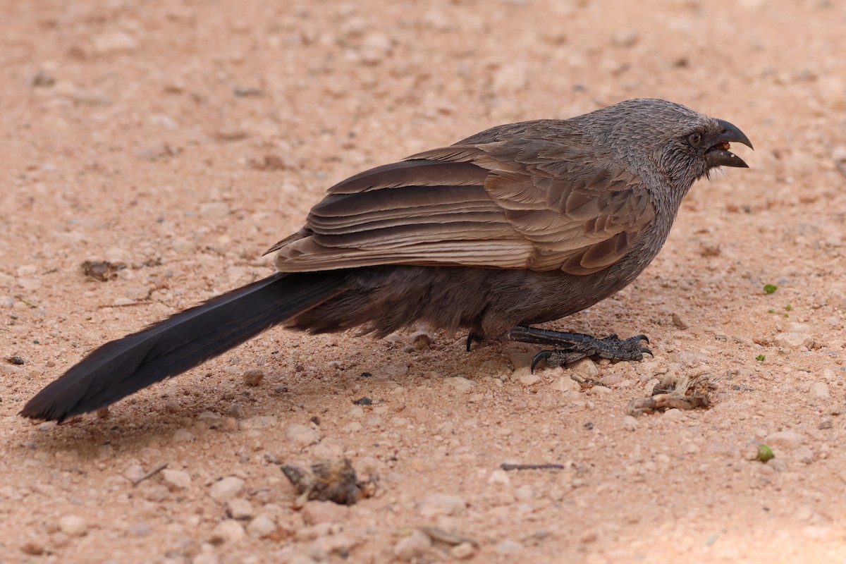 Apostlebird - ML644198804