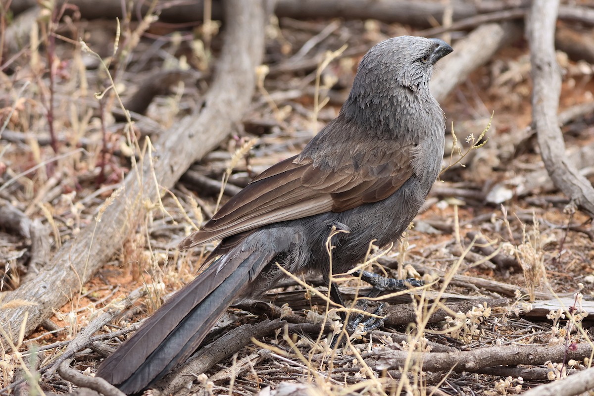 Apostlebird - ML644198811