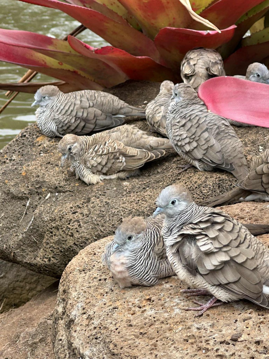 Zebra Dove - ML644198812