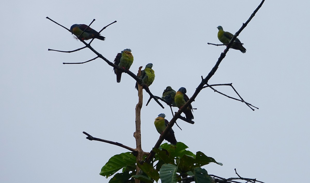 Little Green-Pigeon - ML644198816