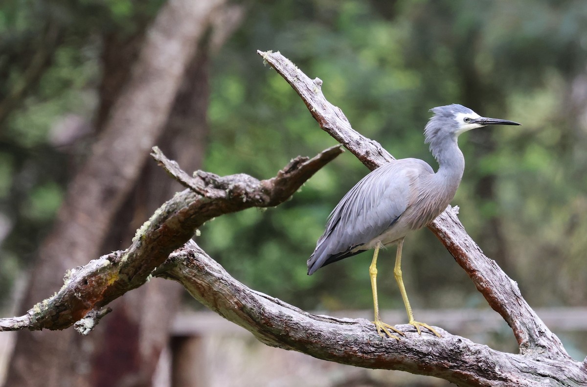 volavka bělolící - ML644198820