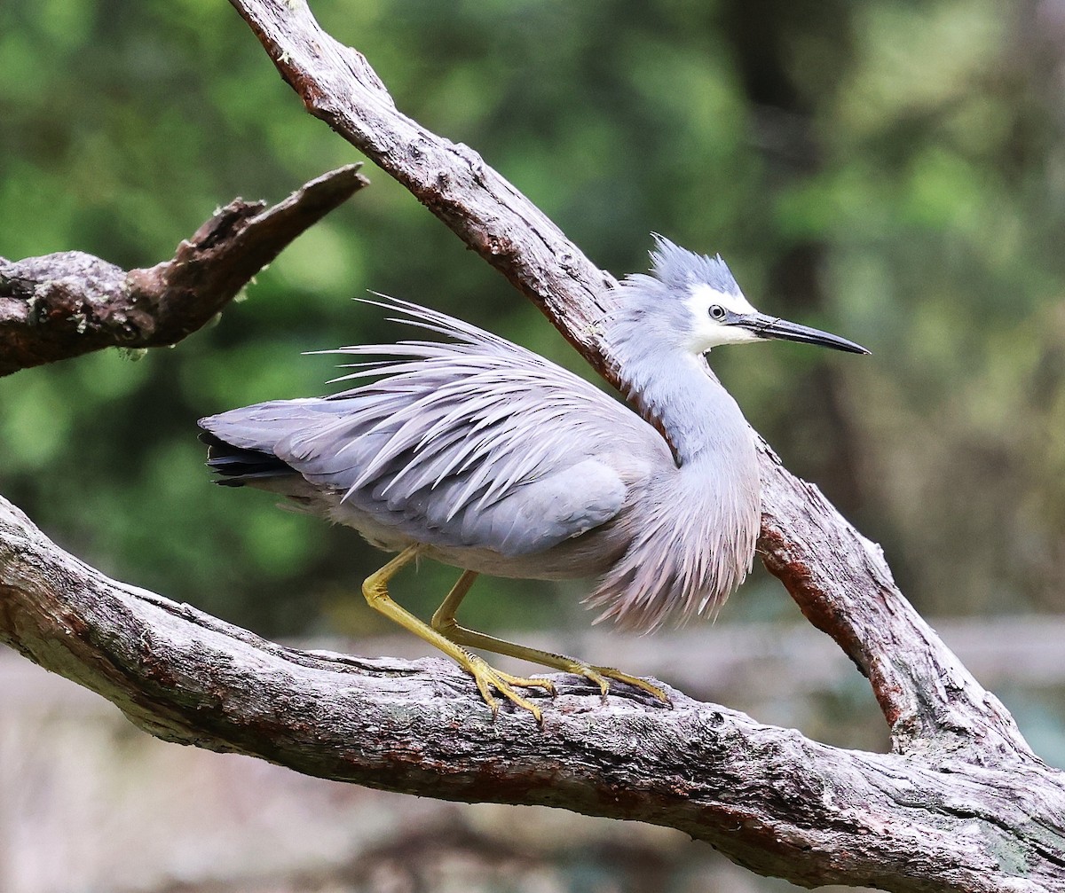 volavka bělolící - ML644198821