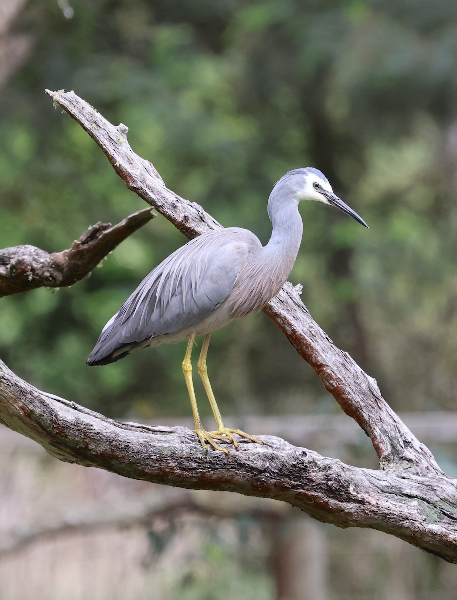 volavka bělolící - ML644198822