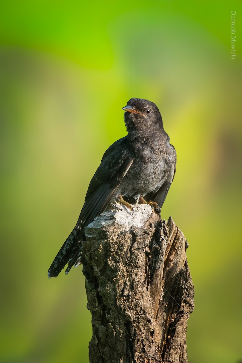 Gray-bellied Cuckoo - ML644198825