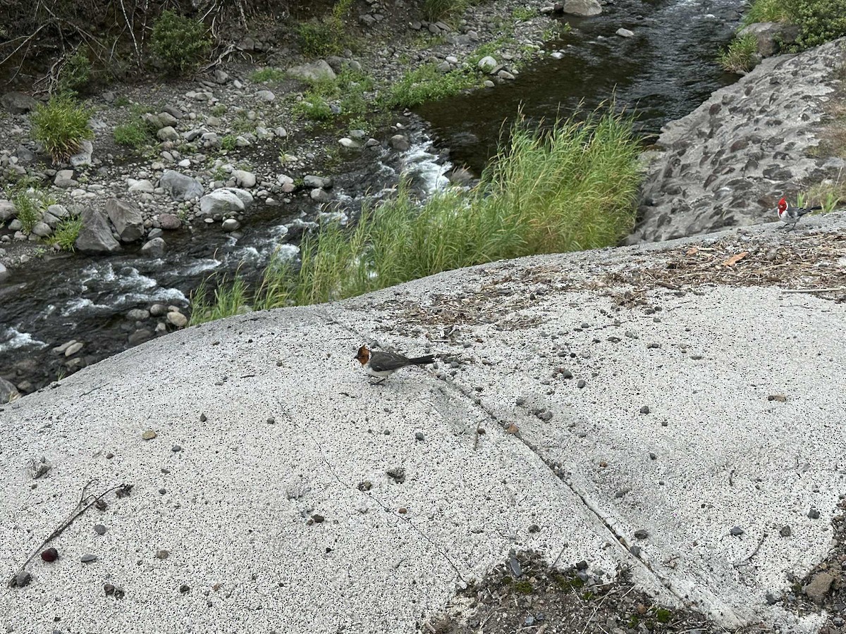 Red-crested Cardinal - ML644198842