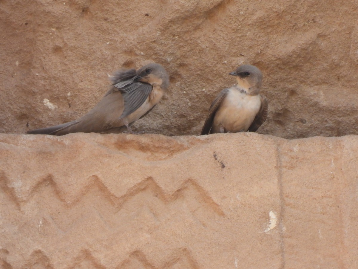 Hirondelle du désert - ML644198845