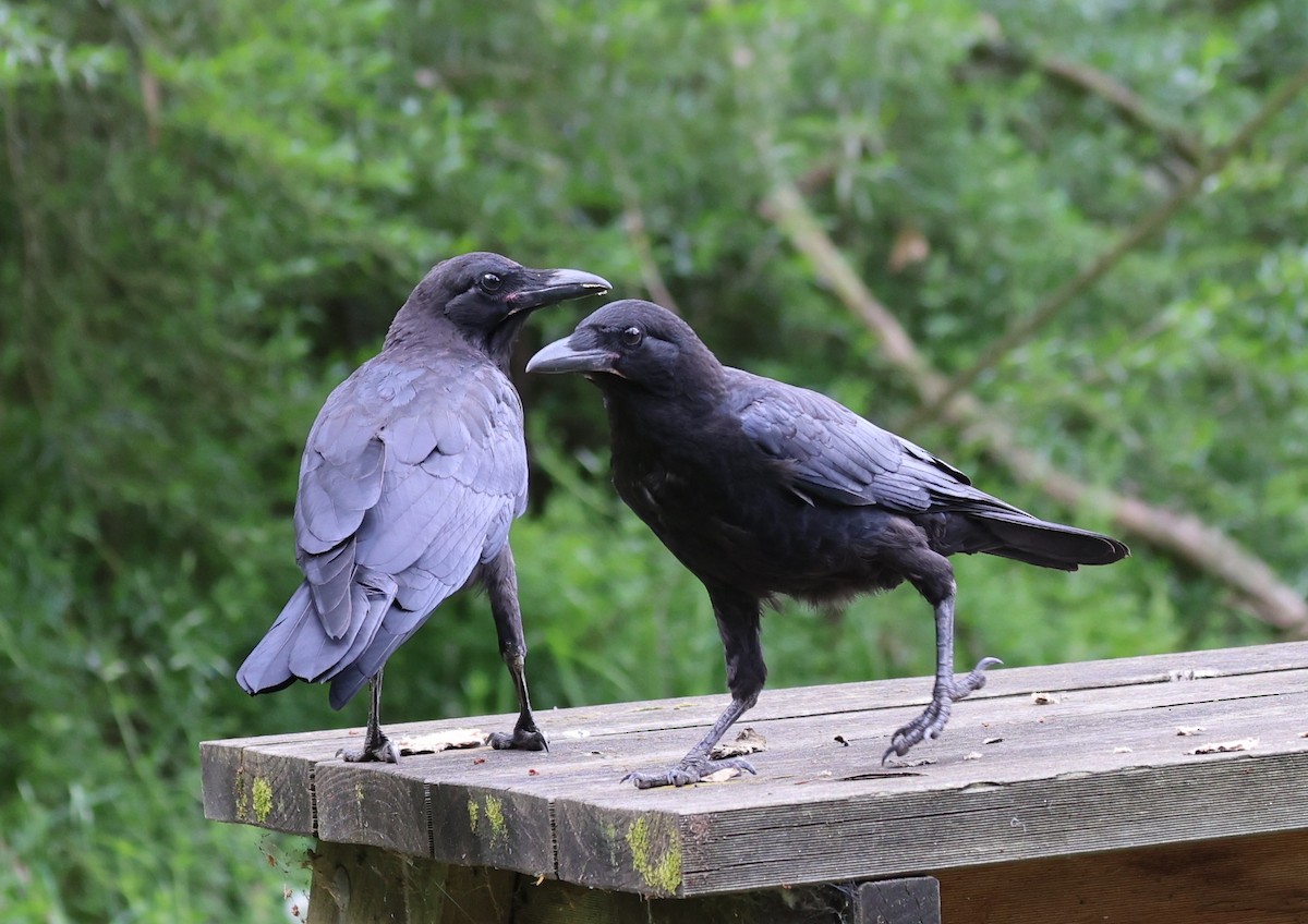 krkavec malý - ML644198846