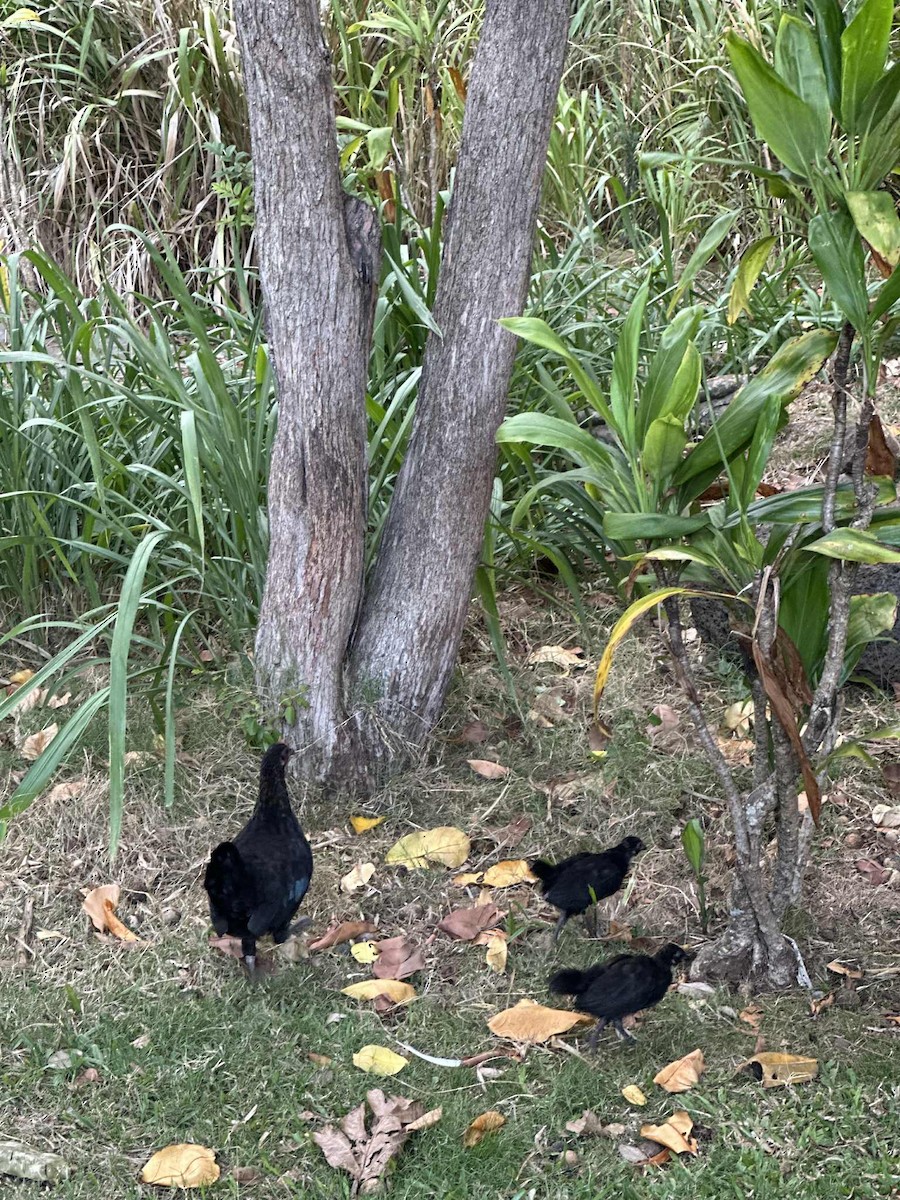 Red Junglefowl (Domestic type) - ML644198853