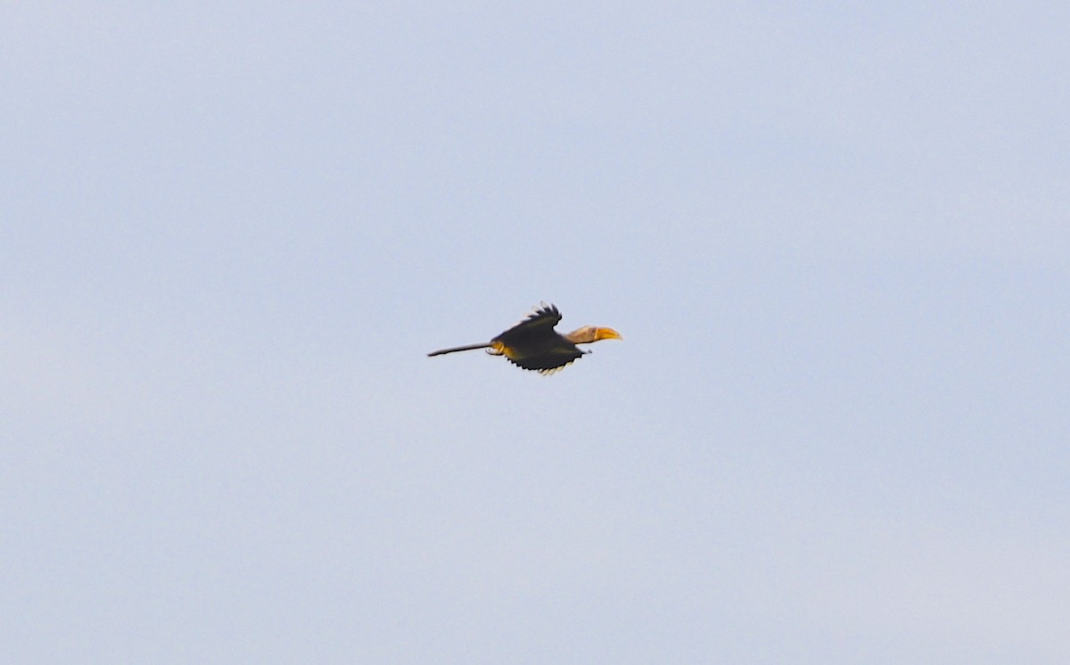 Malabar Gray Hornbill - ML644198862