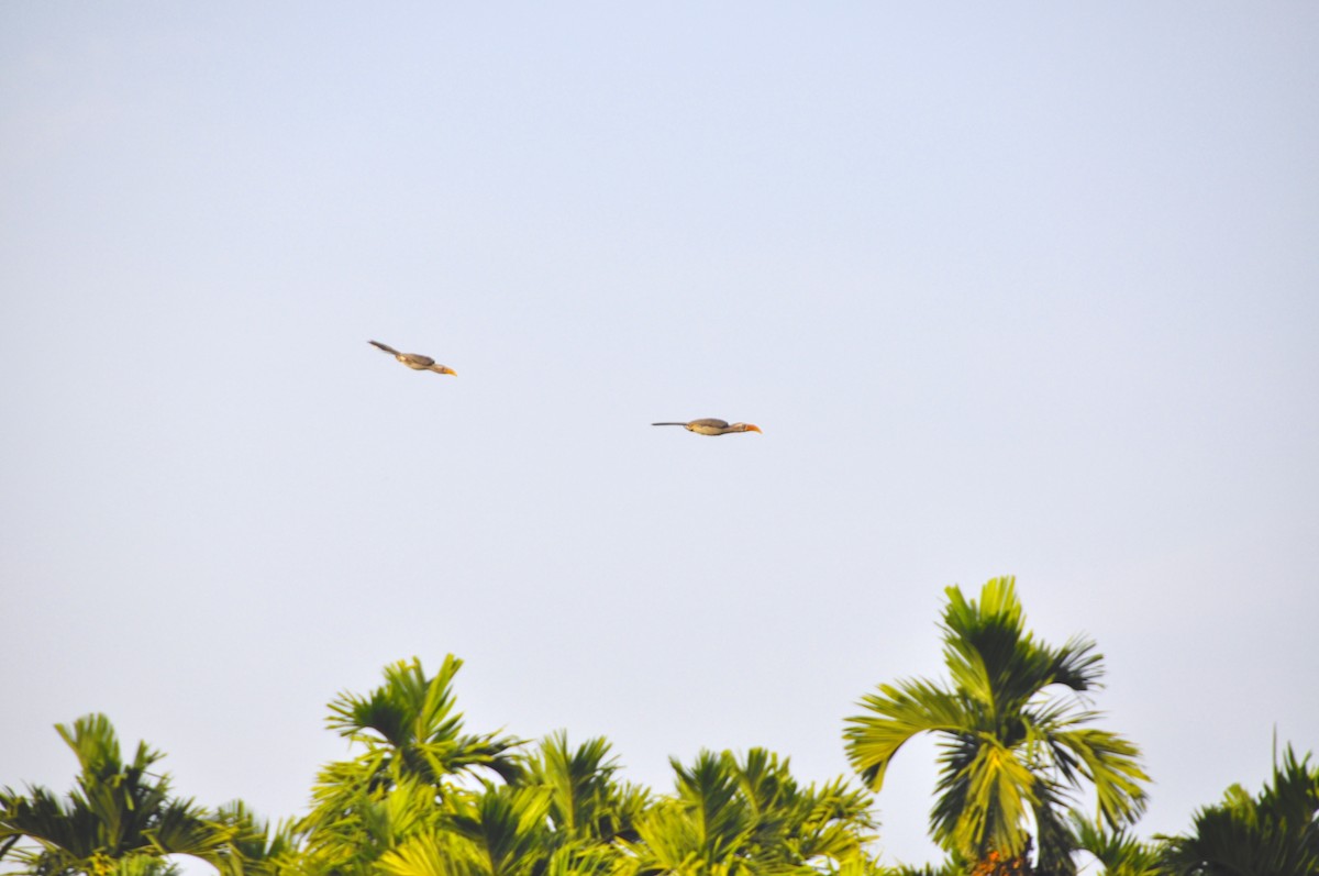 Malabar Gray Hornbill - ML644198864