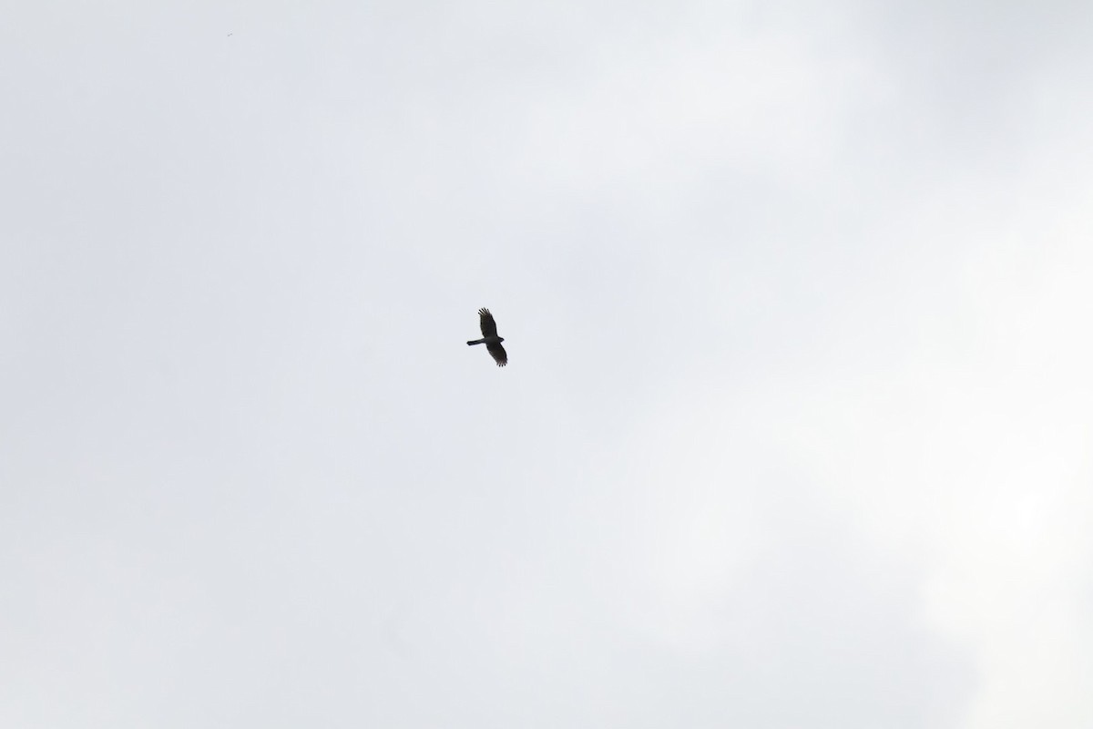 タカ科 - ML644198869