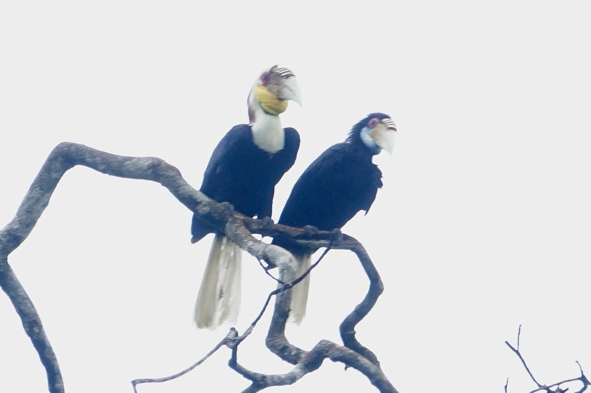 Wreathed Hornbill - ML644198873