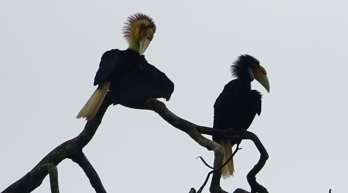 Wreathed Hornbill - ML644198874
