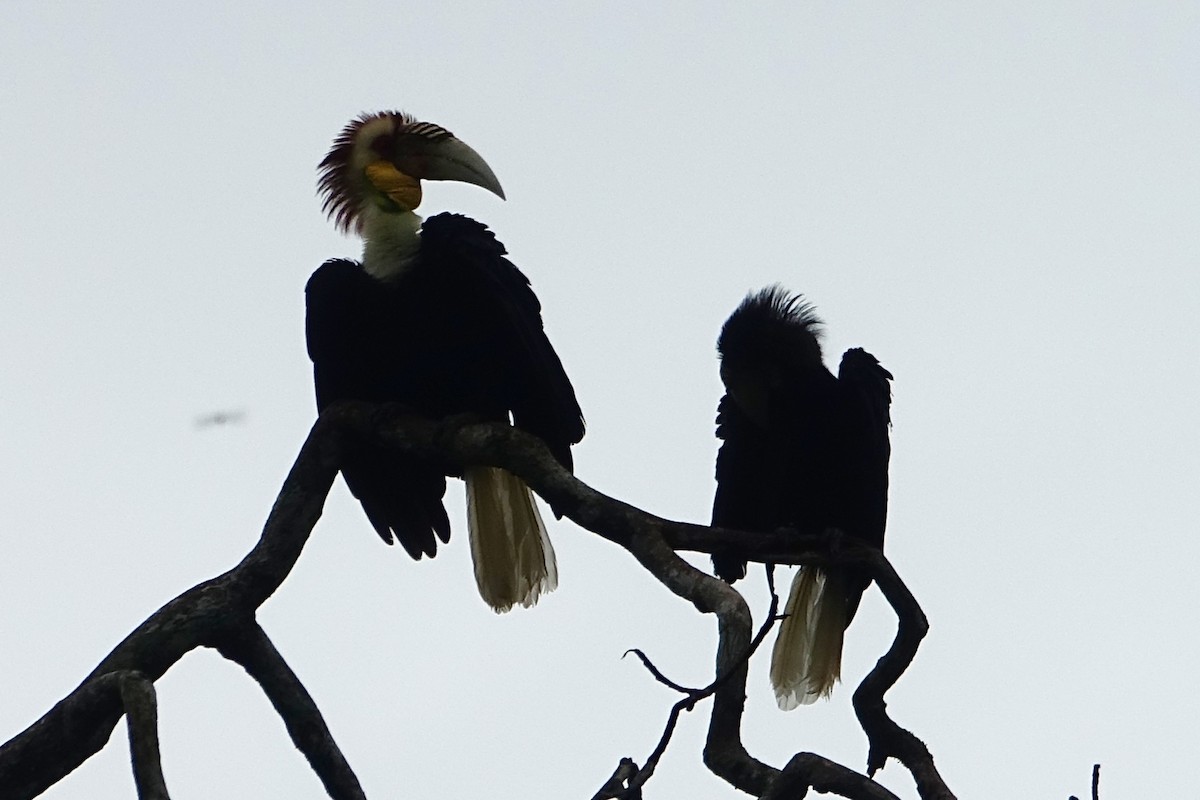 Wreathed Hornbill - ML644198875