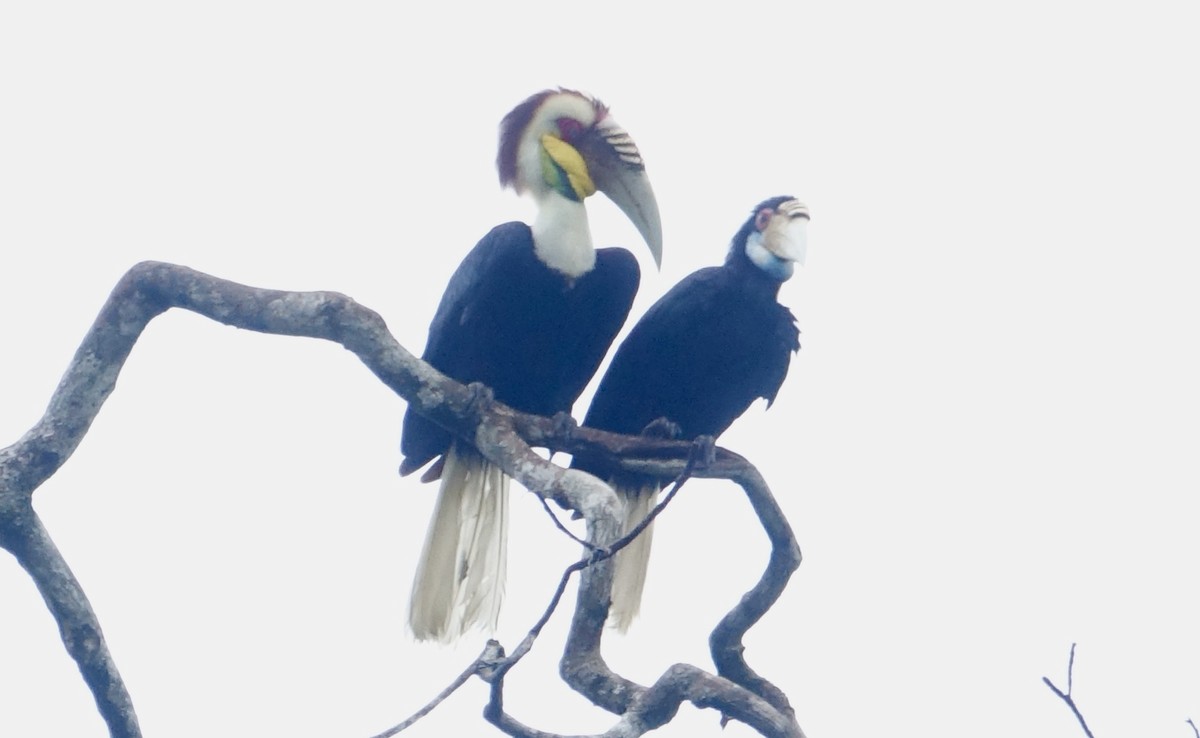 Wreathed Hornbill - ML644198876