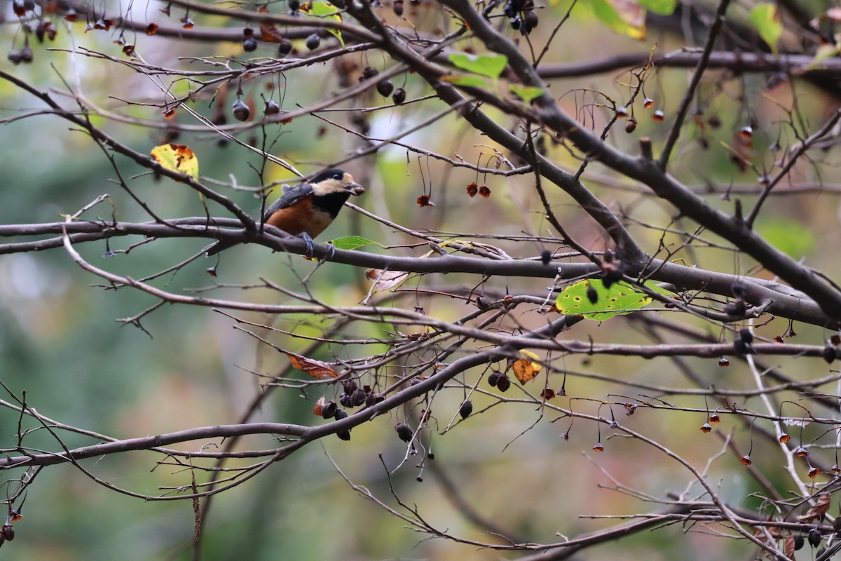 Varied Tit - ML644198889