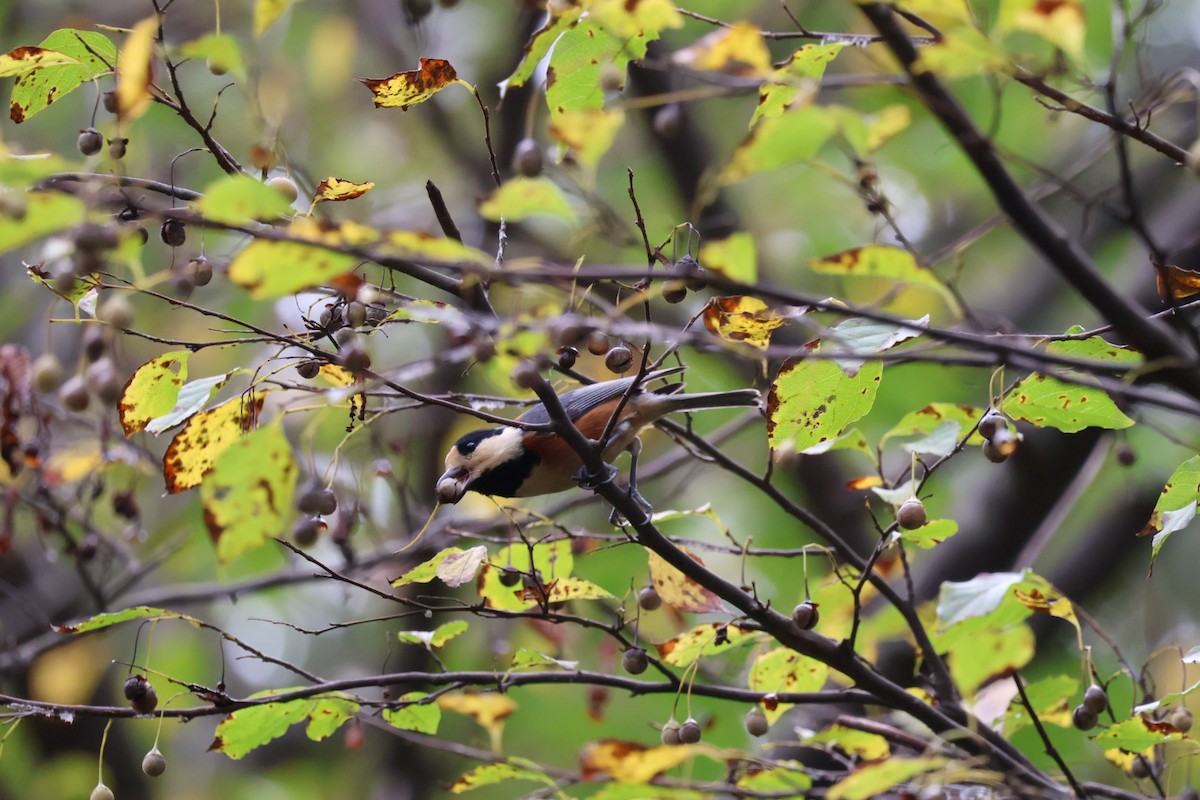 Varied Tit - ML644198894