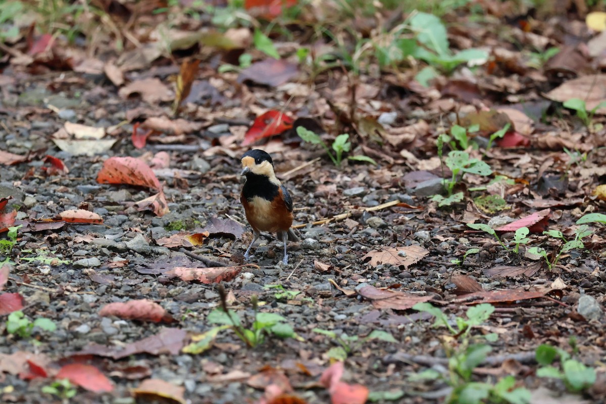 Varied Tit - ML644198902