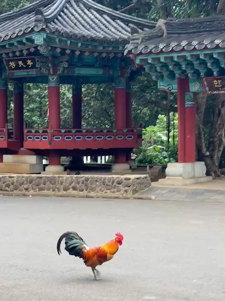 セキショクヤケイ（家畜） - ML644198903