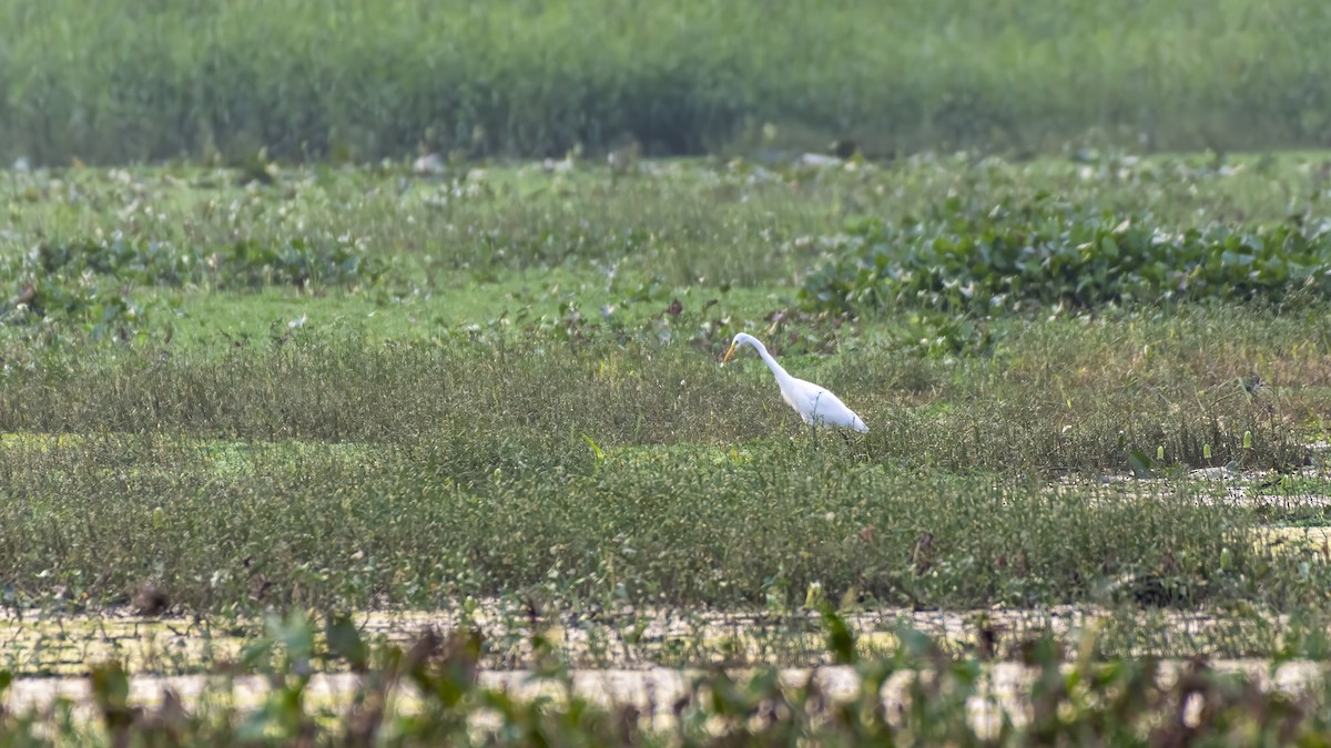 Asienmittelreiher - ML644198911