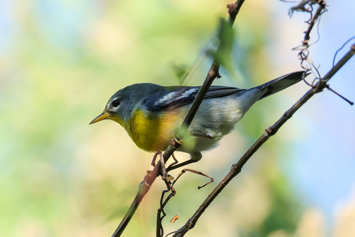 Northern Parula - ML644198912