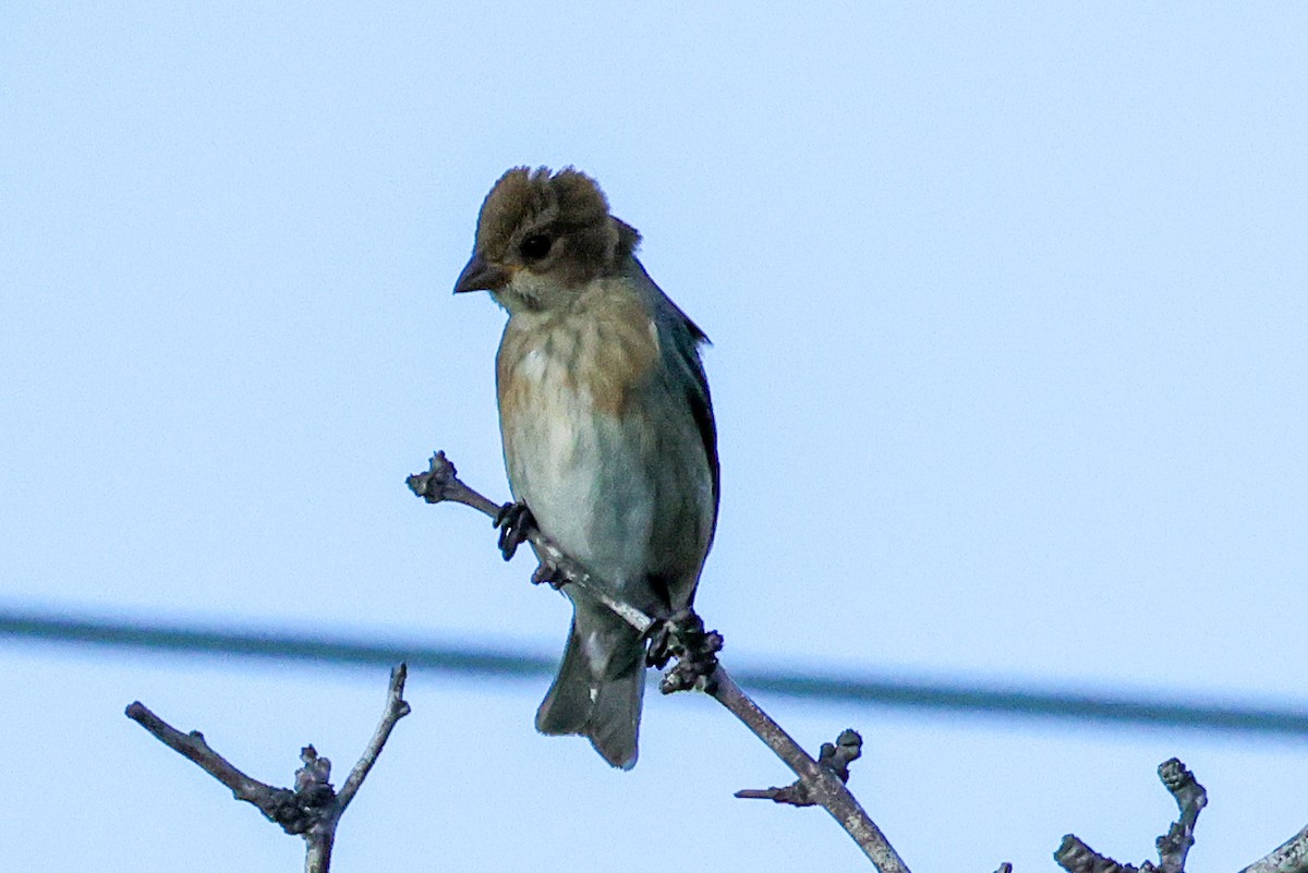Passerin indigo - ML644198915